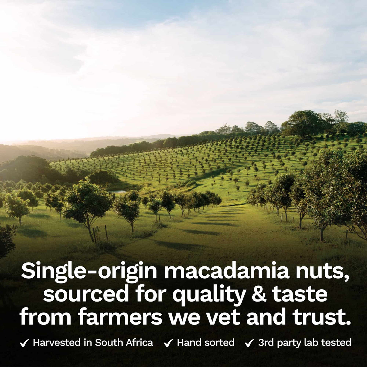 Raw Macadamia Nuts (2 lbs) — product photo 4